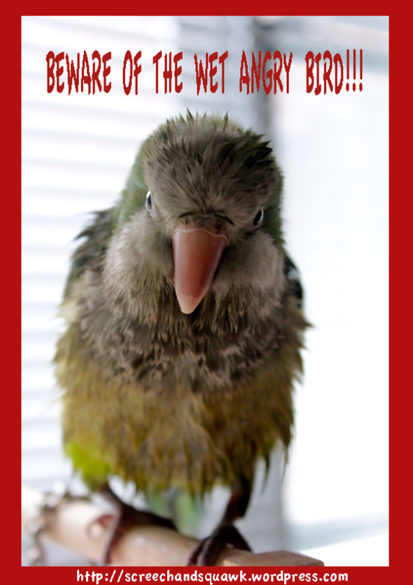 The original angry bird: