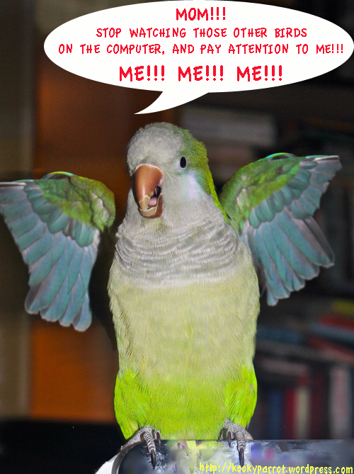 Parrot needs attention STAT!