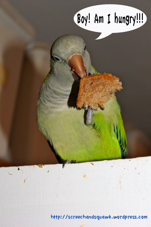 Basil enjoying a stolen toast for breakfast:
