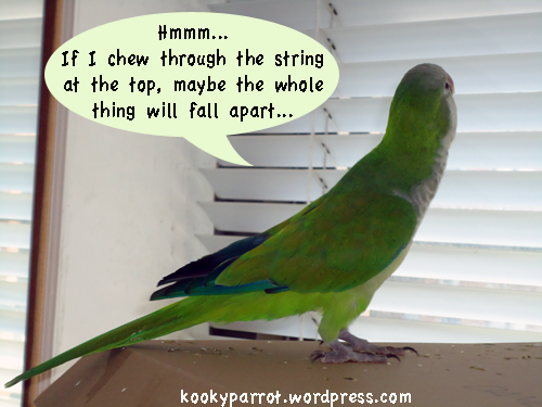 Parrot planning an escape