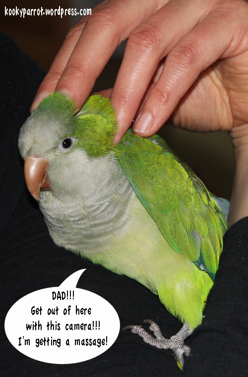 Do not disturb parrot massage!!!