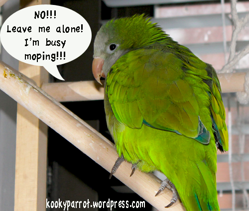 Grumpy parrot