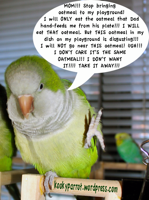 Parrot's breakfast issues