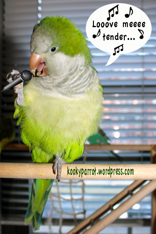Musical parrot