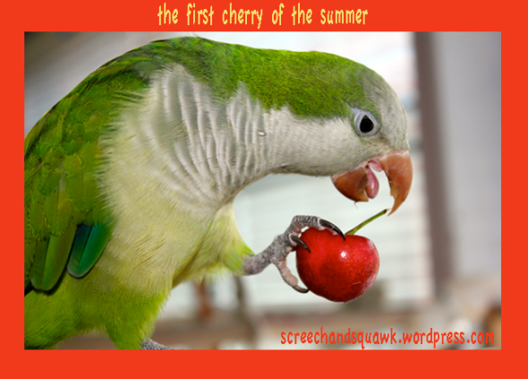 Parrot with a cherry on top