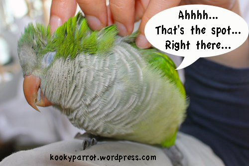 Parrots love massage:
