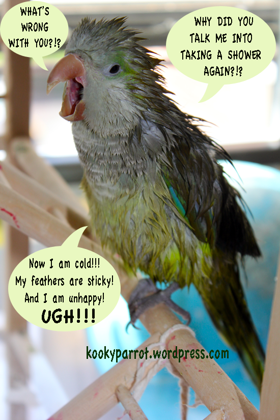 Parrot after a shower: