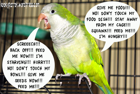 Parrot paranoia